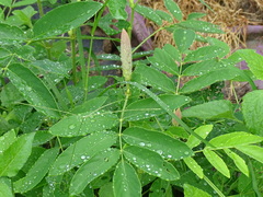 Uraria crinita