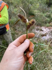 Carex lurida