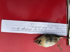 Ammodramus savannarum