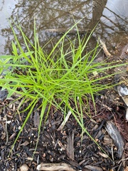Carex muskingumensis
