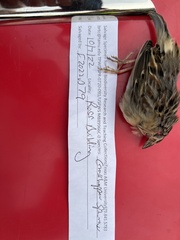 Ammodramus savannarum