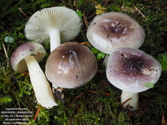 Russula cavipes