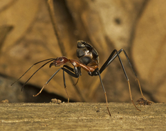Leptomyrmex rufithorax
