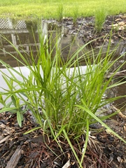 Carex muskingumensis