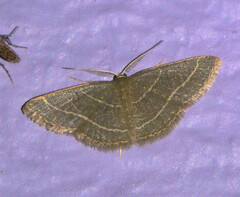 Pleuroprucha