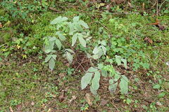 Erysiphe vanbruntiana sambuci-racemosae