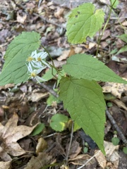 Eurybia divaricata