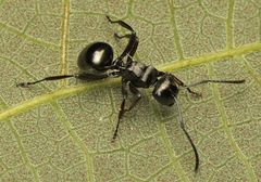 Polyrhachis clio