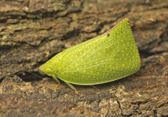Flatidae