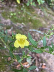 Aureolaria flava