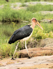 Leptoptilos crumenifer