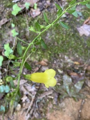 Aureolaria flava