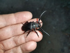 Prionus coriarius