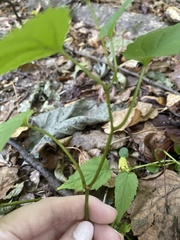Eurybia divaricata