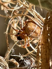 Araneus diadematus