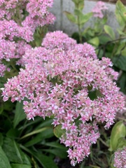 Spiraea japonica