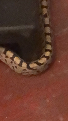 Zamenis scalaris