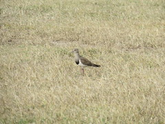 Vanellus melanopterus