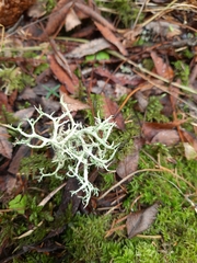 Evernia