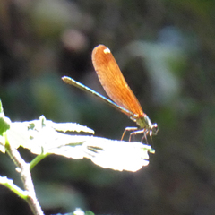 Calopteryx haemorrhoidalis