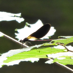 Calopteryx haemorrhoidalis
