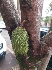 Annona