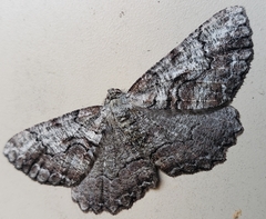 Cymatophora approximaria