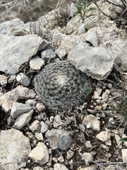 Mammillaria heyderi