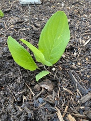 Mertensia virginica