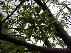 Annona