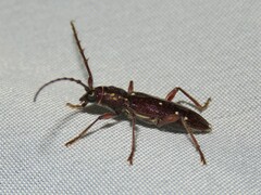 Ambonus interrogationis