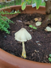 Leucocoprinus