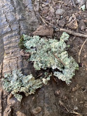 Myelochroa aurulenta