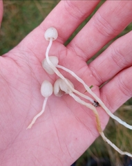 Psilocybe semilanceata