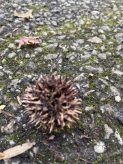 Liquidambar