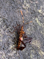 Leptoglossus gonagra