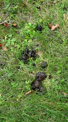 Odocoileus virginianus borealis