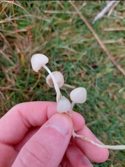 Psilocybe semilanceata