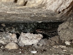 Podarcis muralis