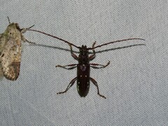 Ambonus interrogationis