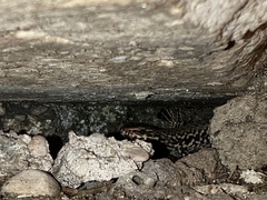 Podarcis muralis