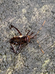 Leptoglossus gonagra