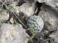 Echinocereus reichenbachii caespitosus