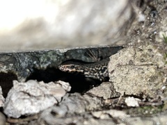 Podarcis muralis