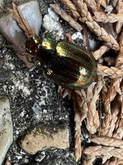 Chrysolina americana