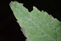 Erysiphe vanbruntiana sambuci-racemosae