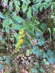 Solidago caesia