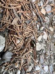 Chrysolina americana