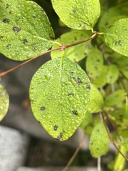 Symphoricarpos albus