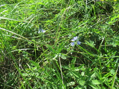 Veronica prostrata